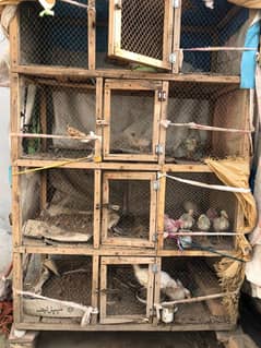 4 segment Birds Cage