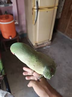 RAW  PARROT FOR SALE