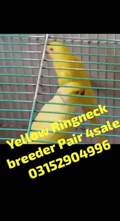 Grey parrot chicks, yellow ringneck (price mentioned in description)