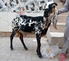 Dumba 2025 Qarbani