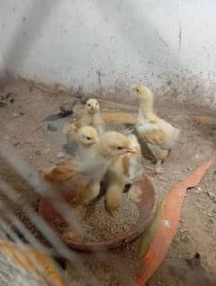 Golden and black buff chicks for sale
