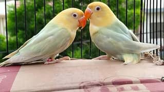 pell fellow breader pair | for sell
