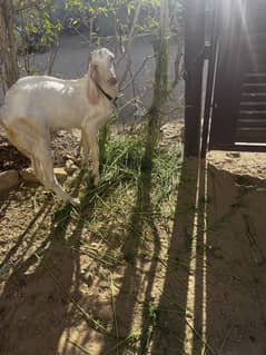 Gulabi Bakra