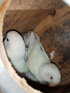 lovebird