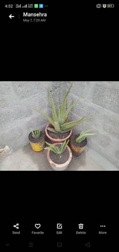 aloe