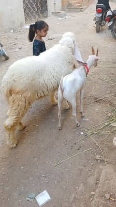 urgent sale larkana khajla breed