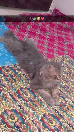 Persion cat