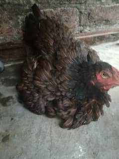 Aseel for sale