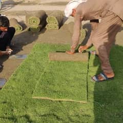 Grass