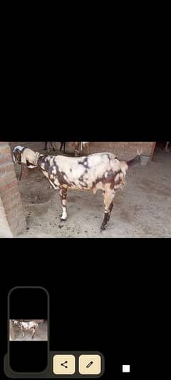 ma Sha Allah 02 Bakra qubrni k