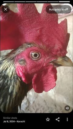 high quality bangum aseel breeder, Hera pathy available for sale