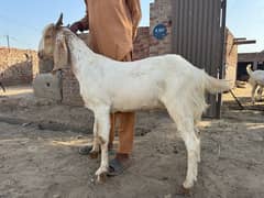 bakrey