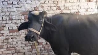 qurbani