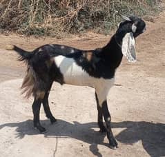 Goats