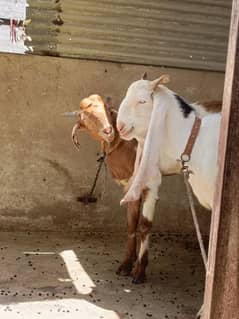 Qurbani 2k25 Gulabi & Totapuri Jodi