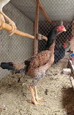PURE JAPANESE OH SHAMOO FEMALE SHAMO MADI EGG LAYING