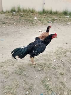 1 murgha 4 murghi