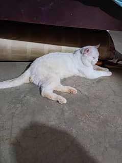 British cat