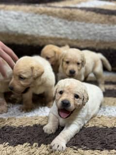 Labrador