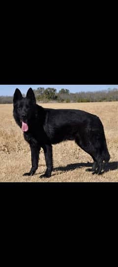 Black jerman shepherd
