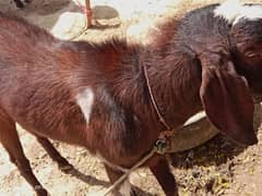 Bakra pair
