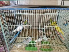 all bird active