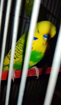 exhibition budgies pair