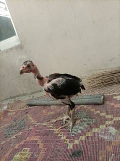 Moth aseel chicks for sale