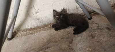 persian female kittens 2month 7 daus