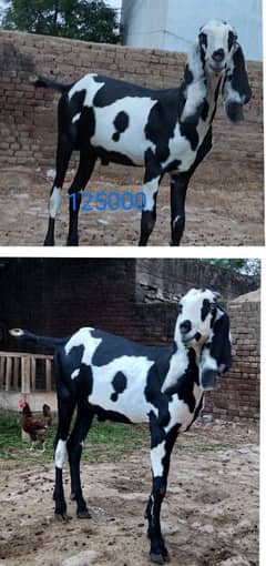 Eid offer