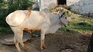 2bull