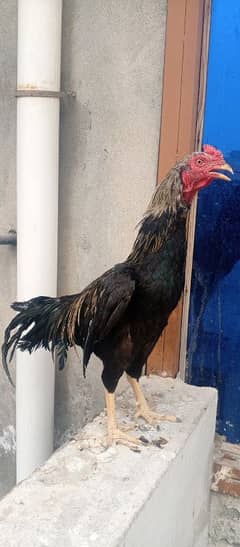 lasani aseel pair with own breed chick