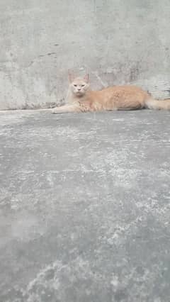 Mashallah Healthy aur Friendly Orange Billi – Breeder Quality