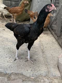 Aseel hen