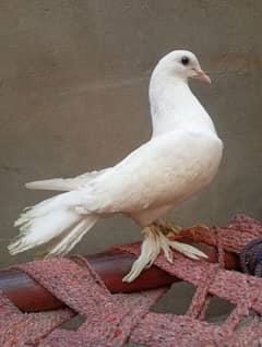 pigeons laky kabootar