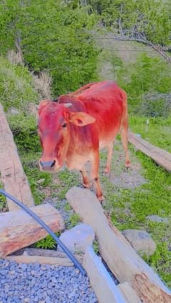 cows
