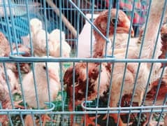High Quality Mianwali Aseel Chicks / Fertile Eggs