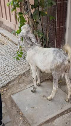 Bakra for sale