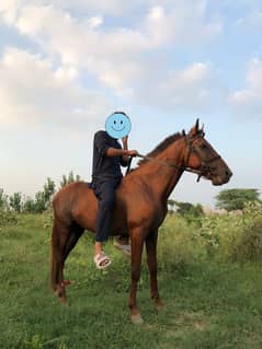 horse for riding