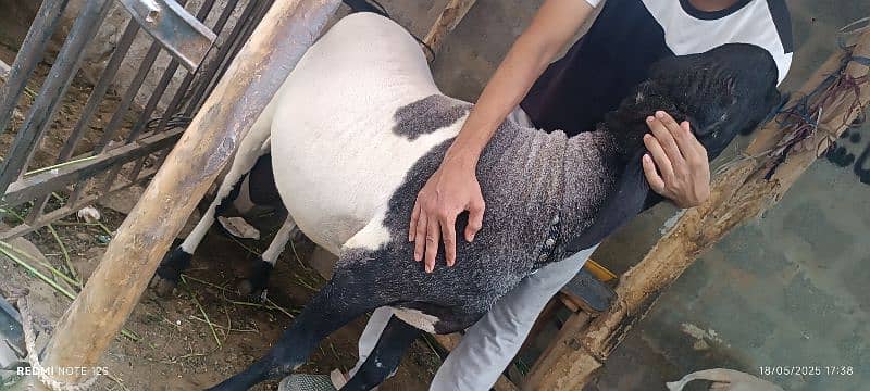 Sheep for Sale Age 20m 1