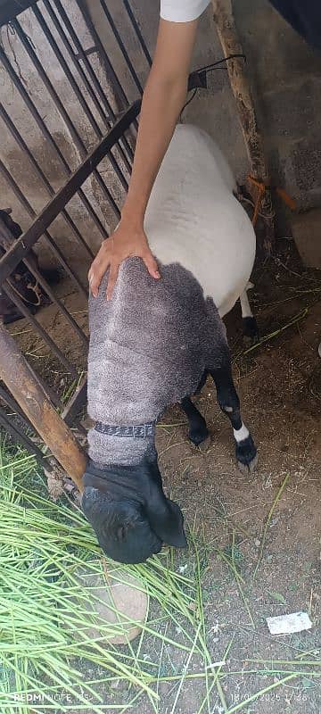Sheep for Sale Age 20m 3