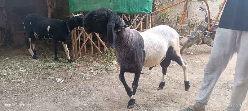 Sheep for Sale Age 20m 4
