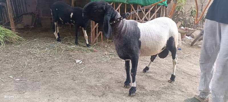 Sheep for Sale Age 20m 5