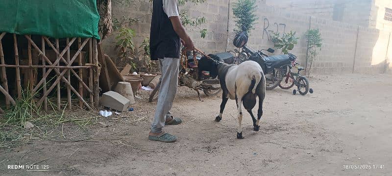 Sheep for Sale Age 20m 6