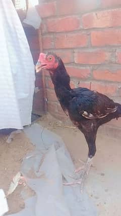 for. sale