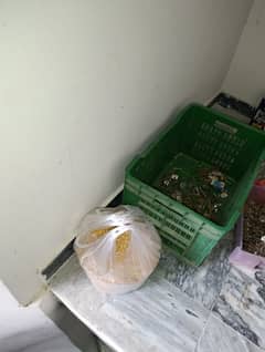 we have all types of chickens if u want to buy contact through chat