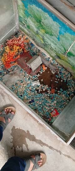 aquarium for sale