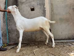 goat rajanpuri