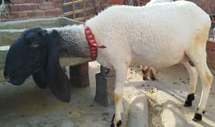 Pregnant Sheep For Sale