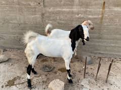 khassi Bakra 2 Dant ka